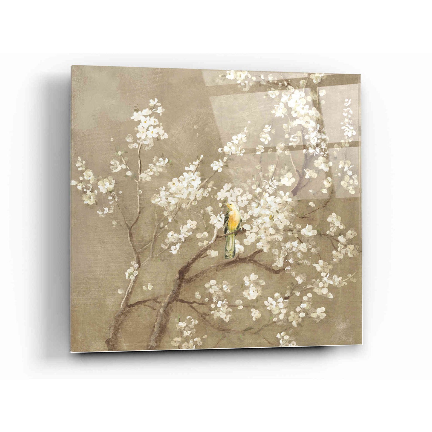 Epic Art 'White Cherry Blossom I Neutral' by Danhui Nai, Acrylic Glass Wall Art,12x12