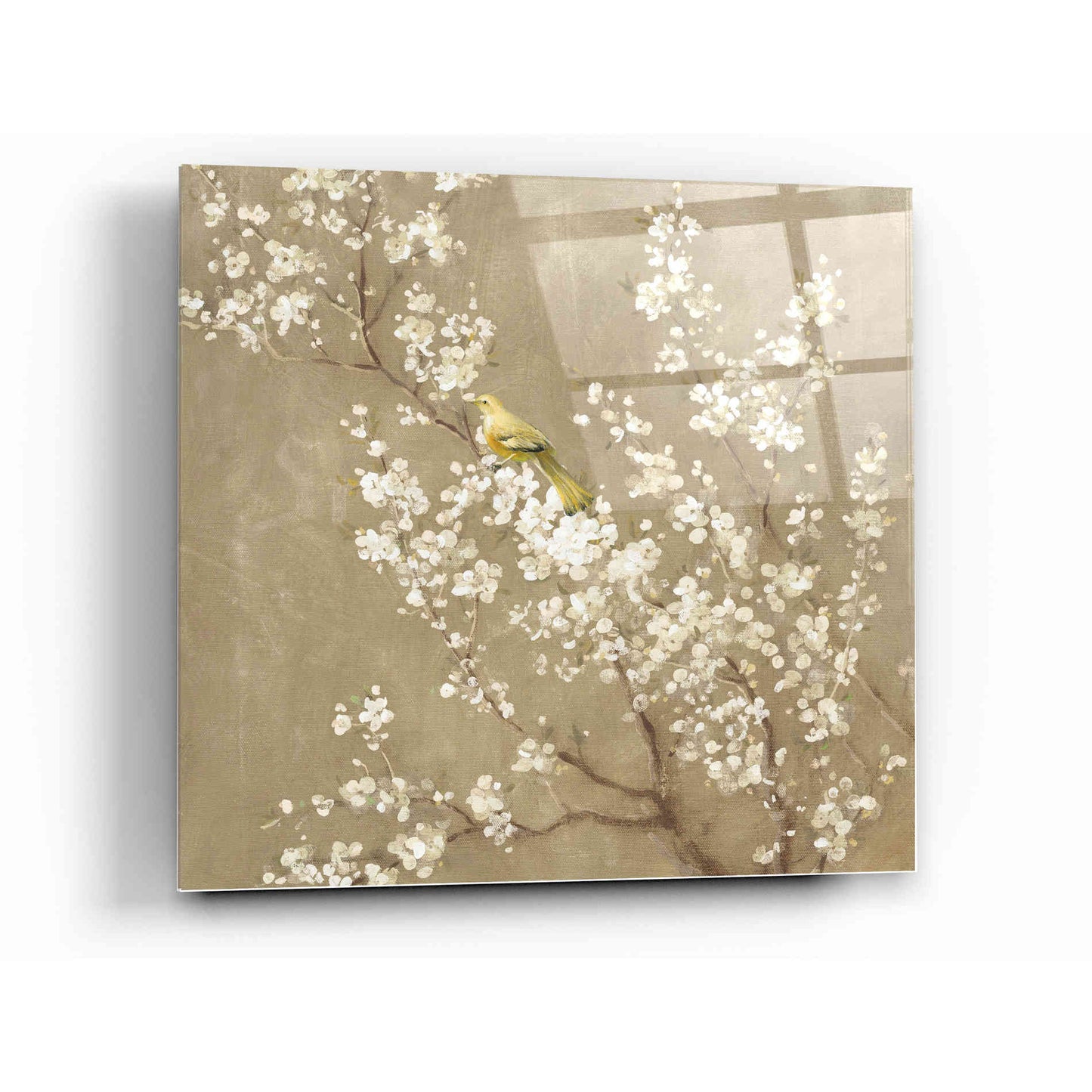 Epic Art 'White Cherry Blossom II Neutral' by Danhui Nai, Acrylic Glass Wall Art,12x12