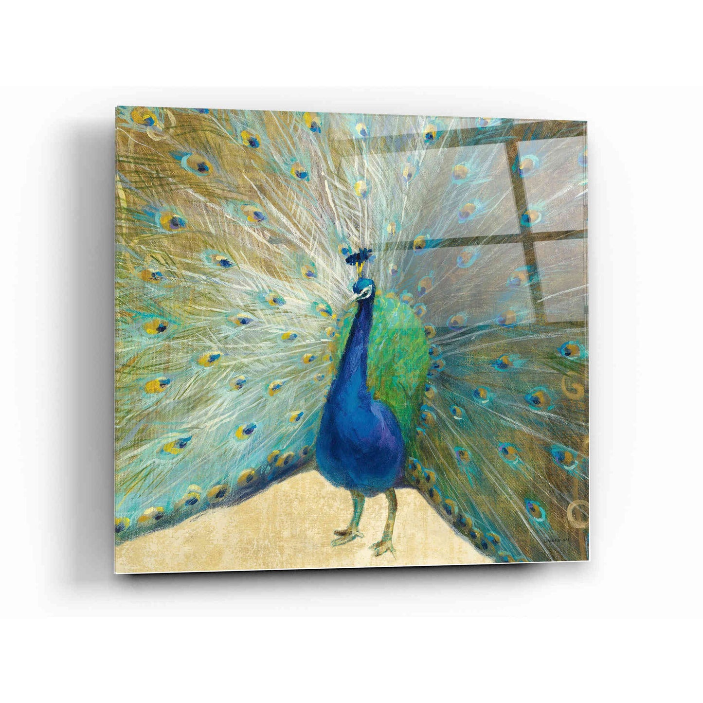 Epic Art 'Blue Peacock' by Danhui Nai, Acrylic Glass Wall Art,12x12