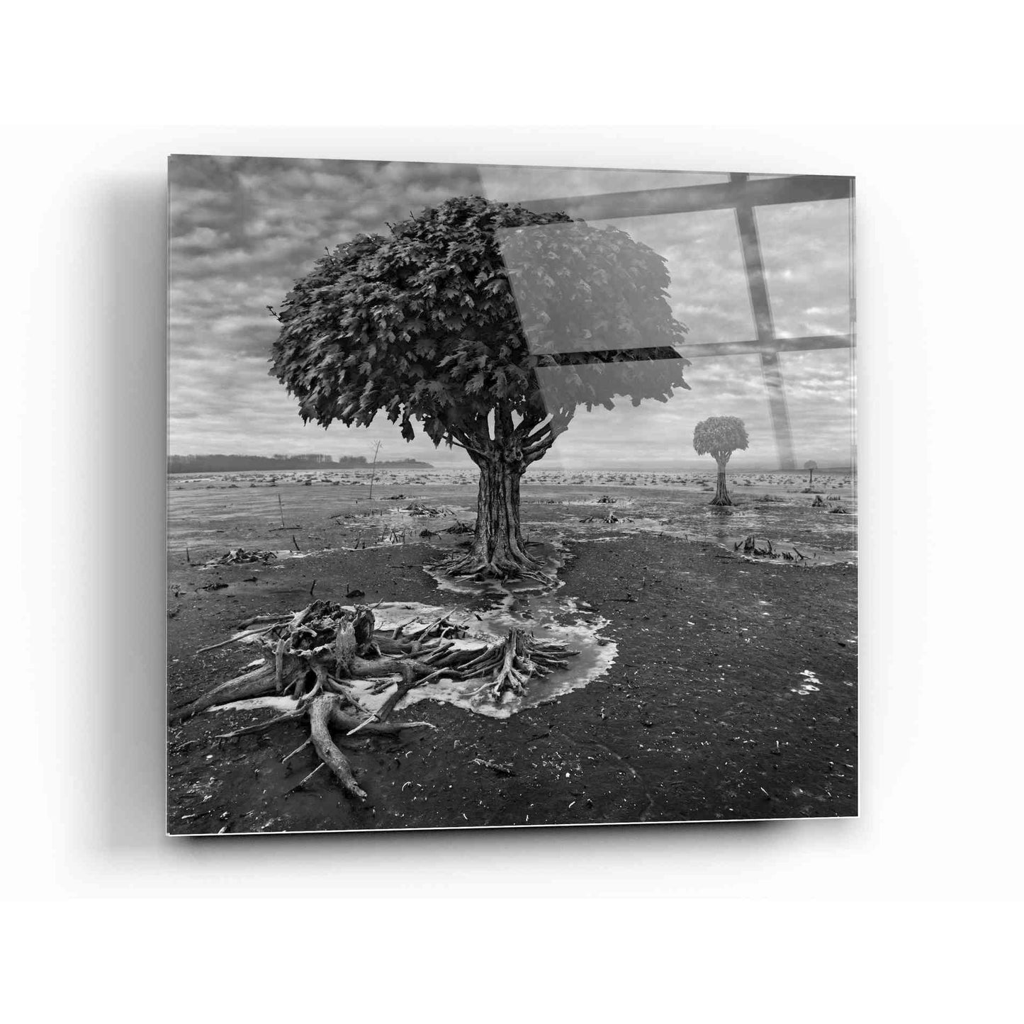 Epic Art 'Trees' by Dariusz Klimczak, Acrylic Glass Wall Art,12x12