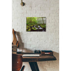 Epic Art "Where the Green Grows" by Darren White, Acrylic Glass Wall Art,12x16