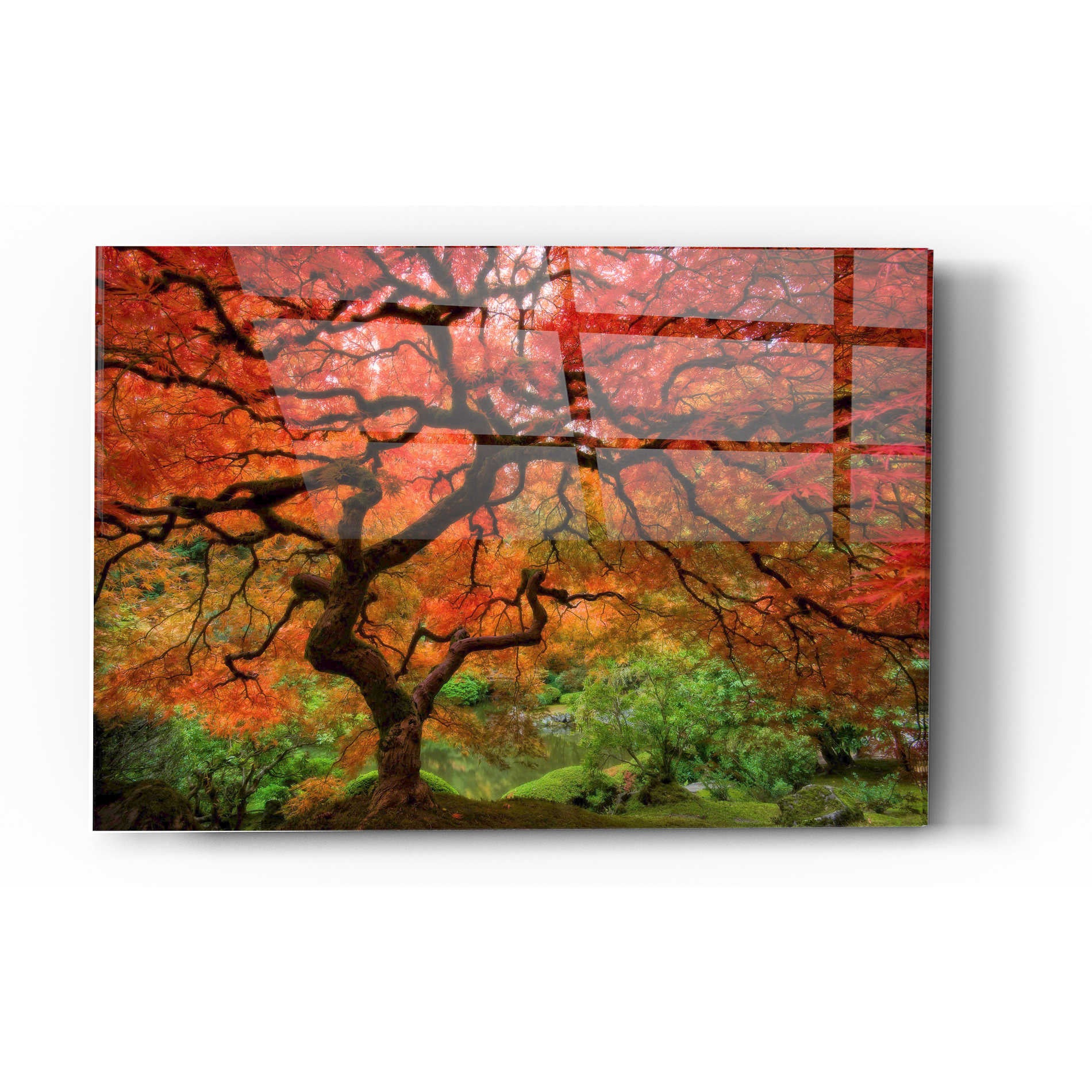 Epic Art 'Japanese Maple' by Jesse Estes, Acrylic Glass Wall Art,12x16