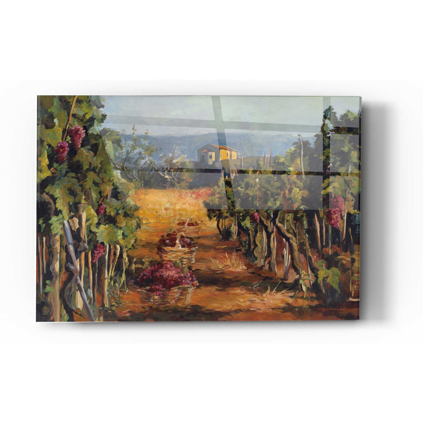 Epic Art 'Rhone Valley Vineyard' by Marilyn Hageman, Acrylic Glass Wall Art,12x16