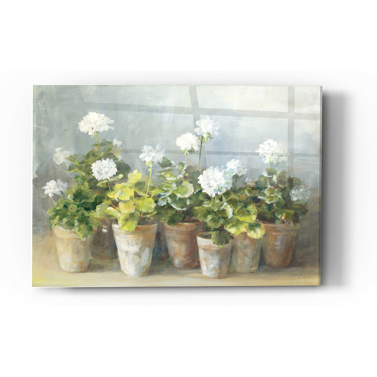 Epic Art 'White Geraniums Crop' by Danhui Nai, Acrylic Glass Wall Art,12 x 16