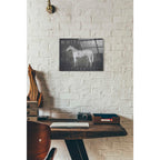 Epic Art 'White Horse with Words' by Ryan Fowler, Acrylic Glass Wall Art,12x16