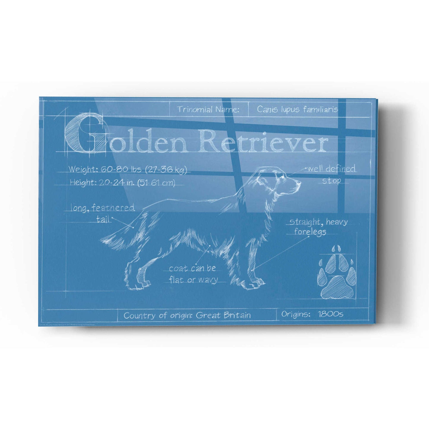 Epic Art 'Blueprint Golden Retriever' by Ethan Harper Acrylic Glass Wall Art,12x16