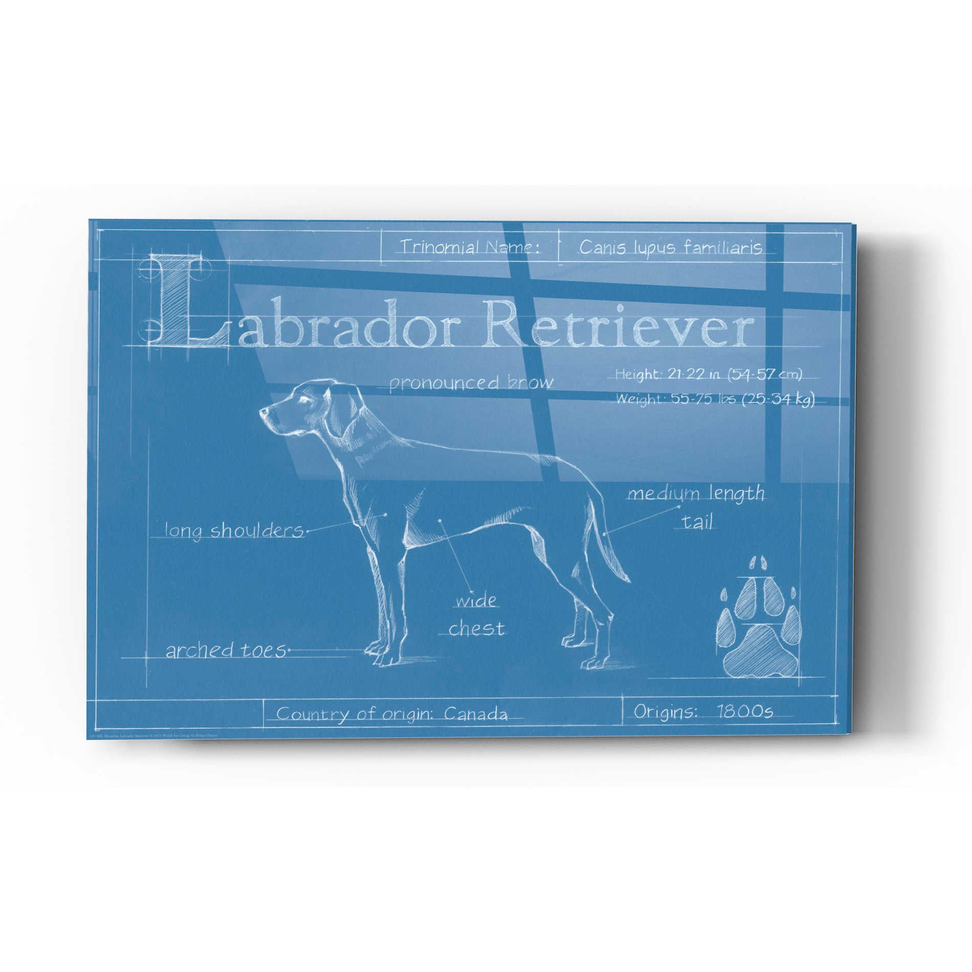 Epic Art 'Blueprint Labrador Retriever' by Ethan Harper Acrylic Glass Wall Art,12x16