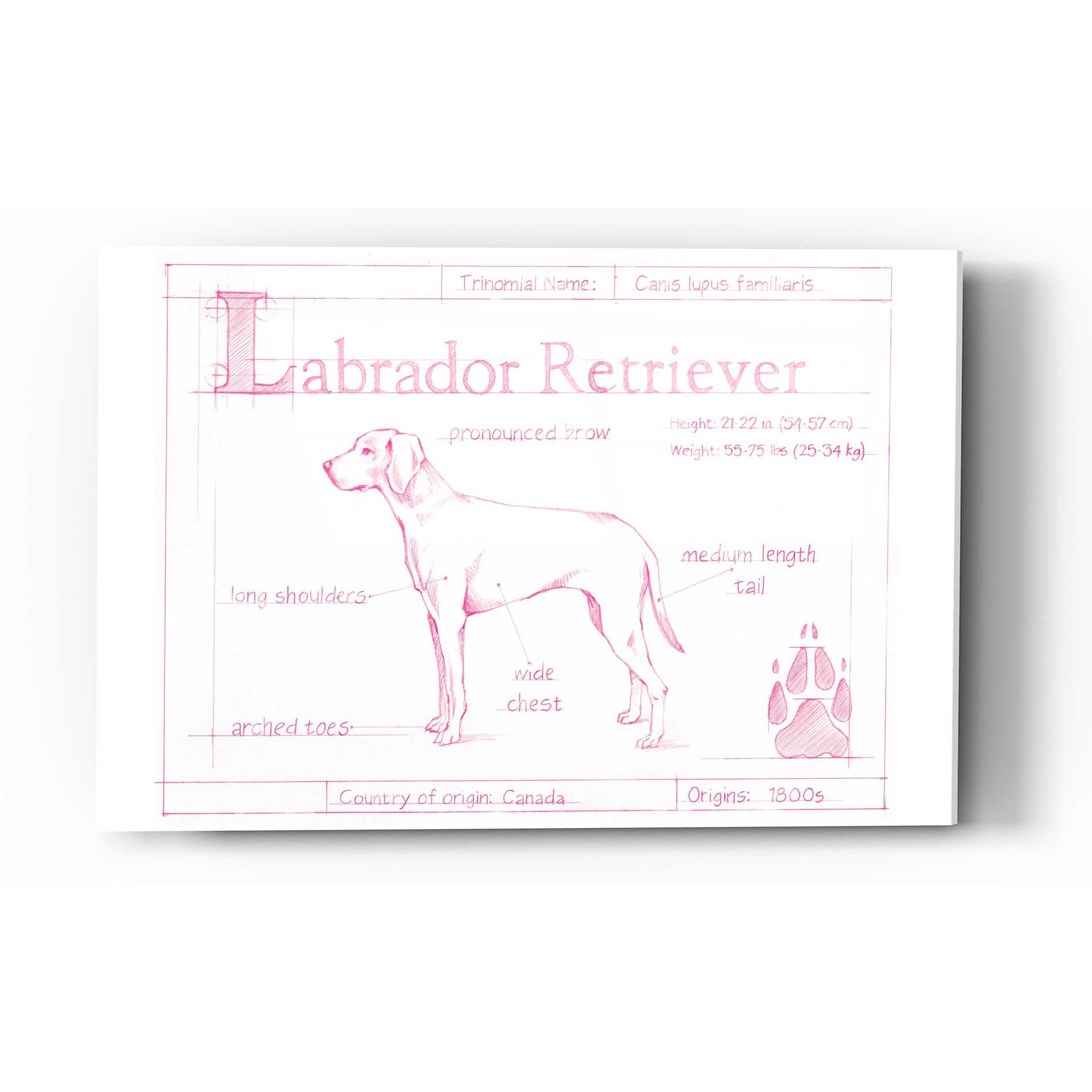 Epic Art 'Blueprint Labrador Retriever in Pink' by Ethan Harper Acrylic Glass Wall Art,12x16