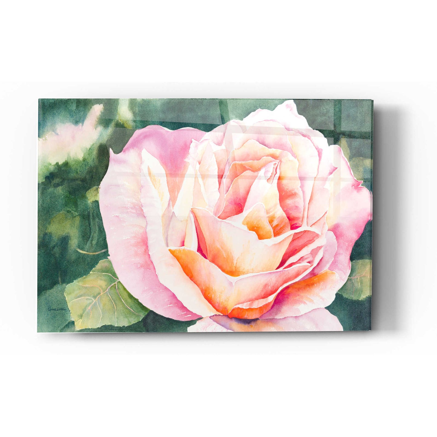 Epic Art 'Sunlit Rose' by Anne Waters, Acrylic Glass Wall Art,12x16