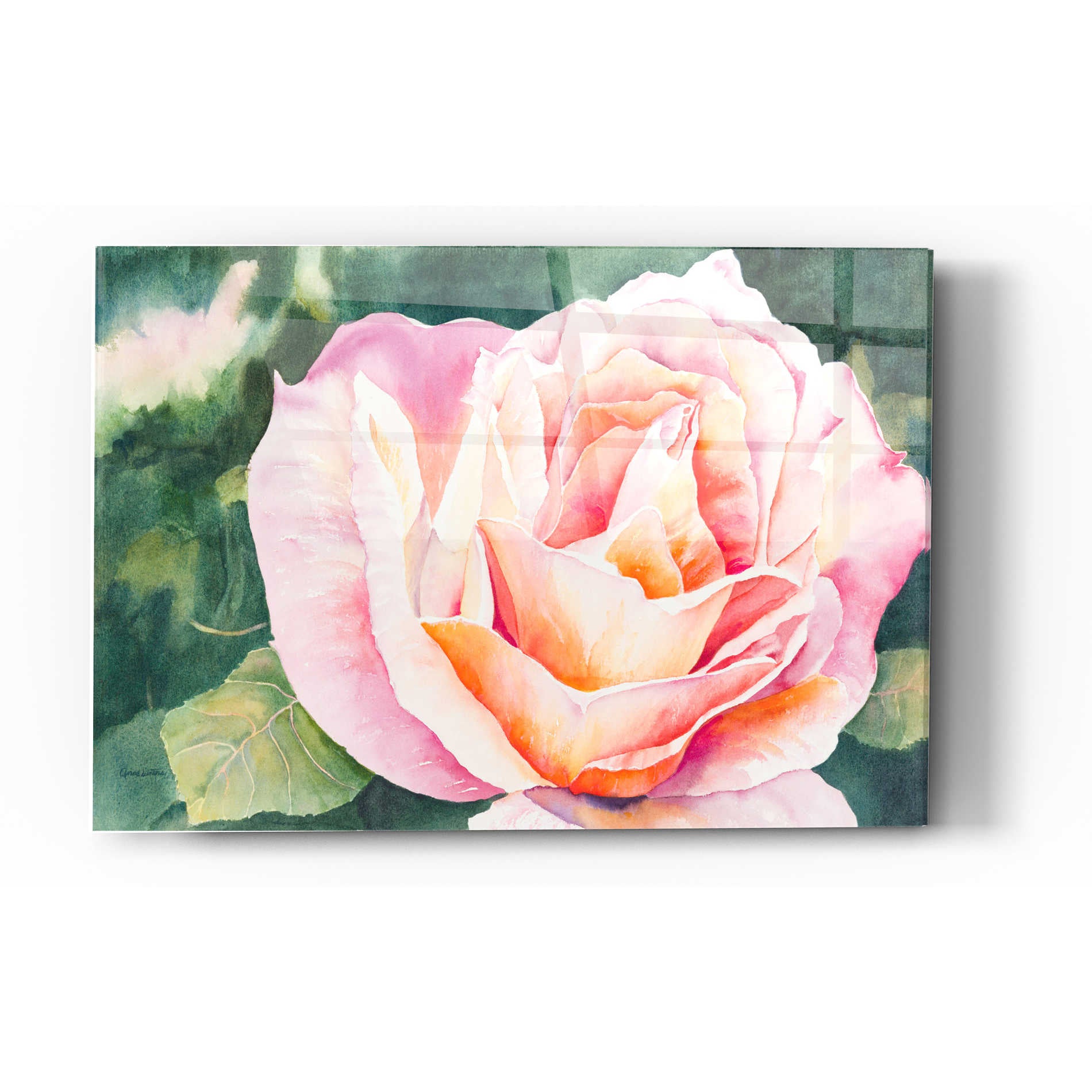 Epic Art 'Sunlit Rose' by Anne Waters, Acrylic Glass Wall Art,12x16