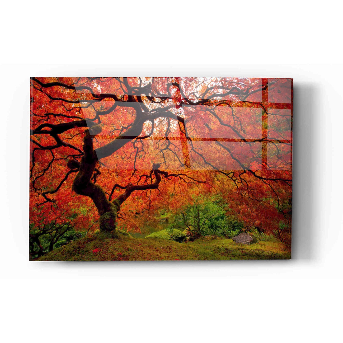 Epic Art "Tree Fire" by Darren White, Acrylic Glass Wall Art,16x24