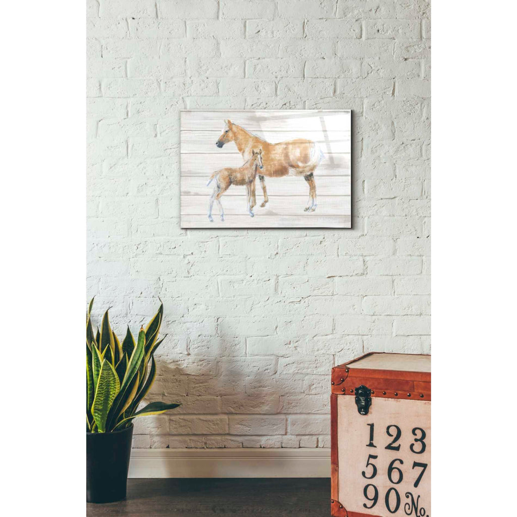 Epic Art 'Horse and Colt on Wood' by Emily Adams, Acrylic Glass Wall Art,16x24