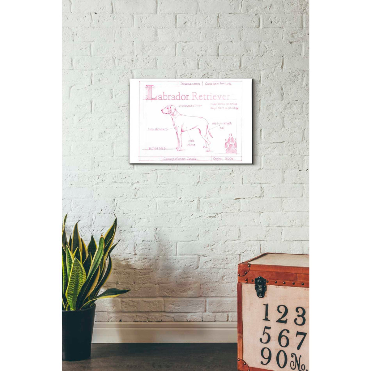 Epic Art 'Blueprint Labrador Retriever in Pink' by Ethan Harper Acrylic Glass Wall Art,16x24