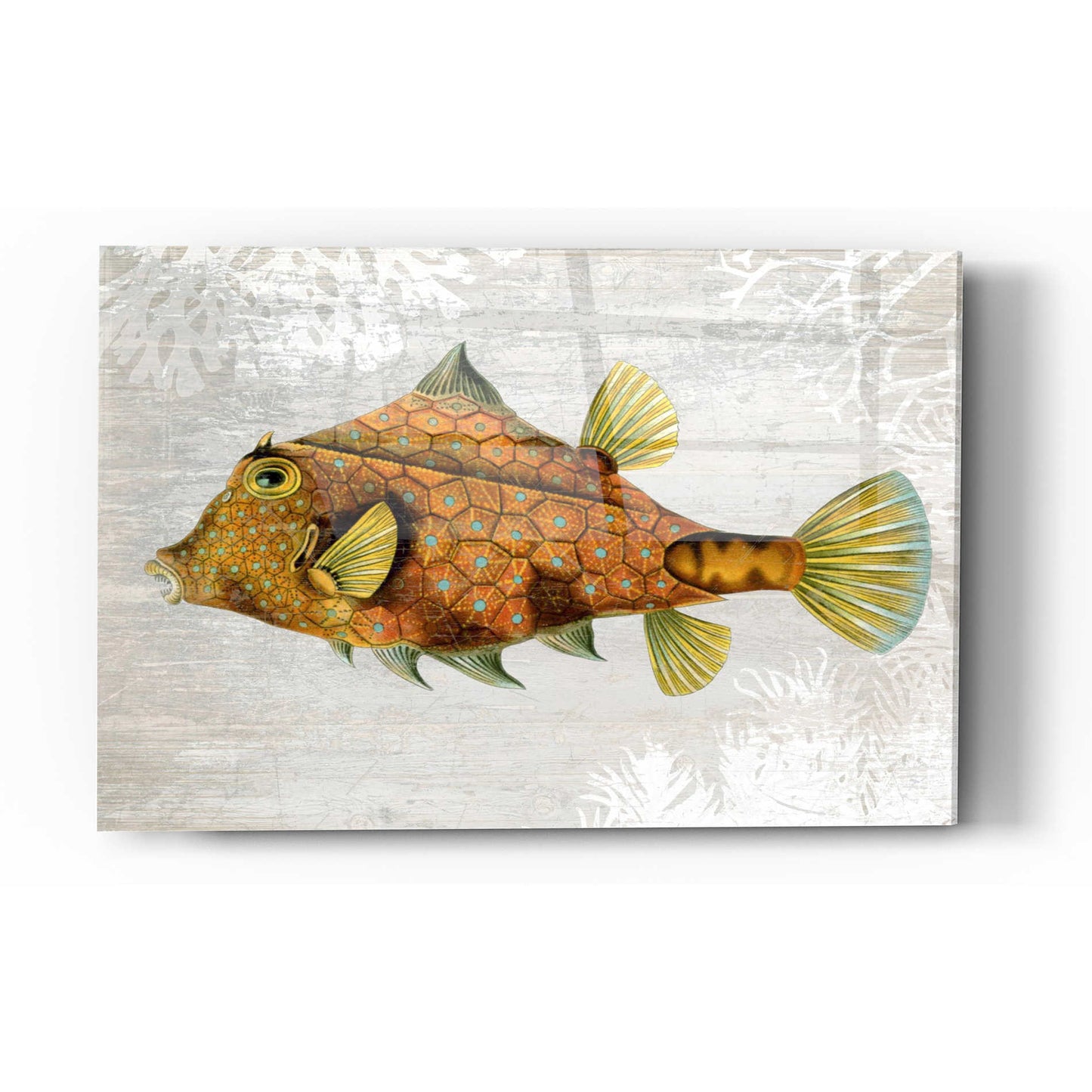 Epic Art 'Gold Turret Fish' by Fab Funky Acrylic Glass Wall Art,16x24