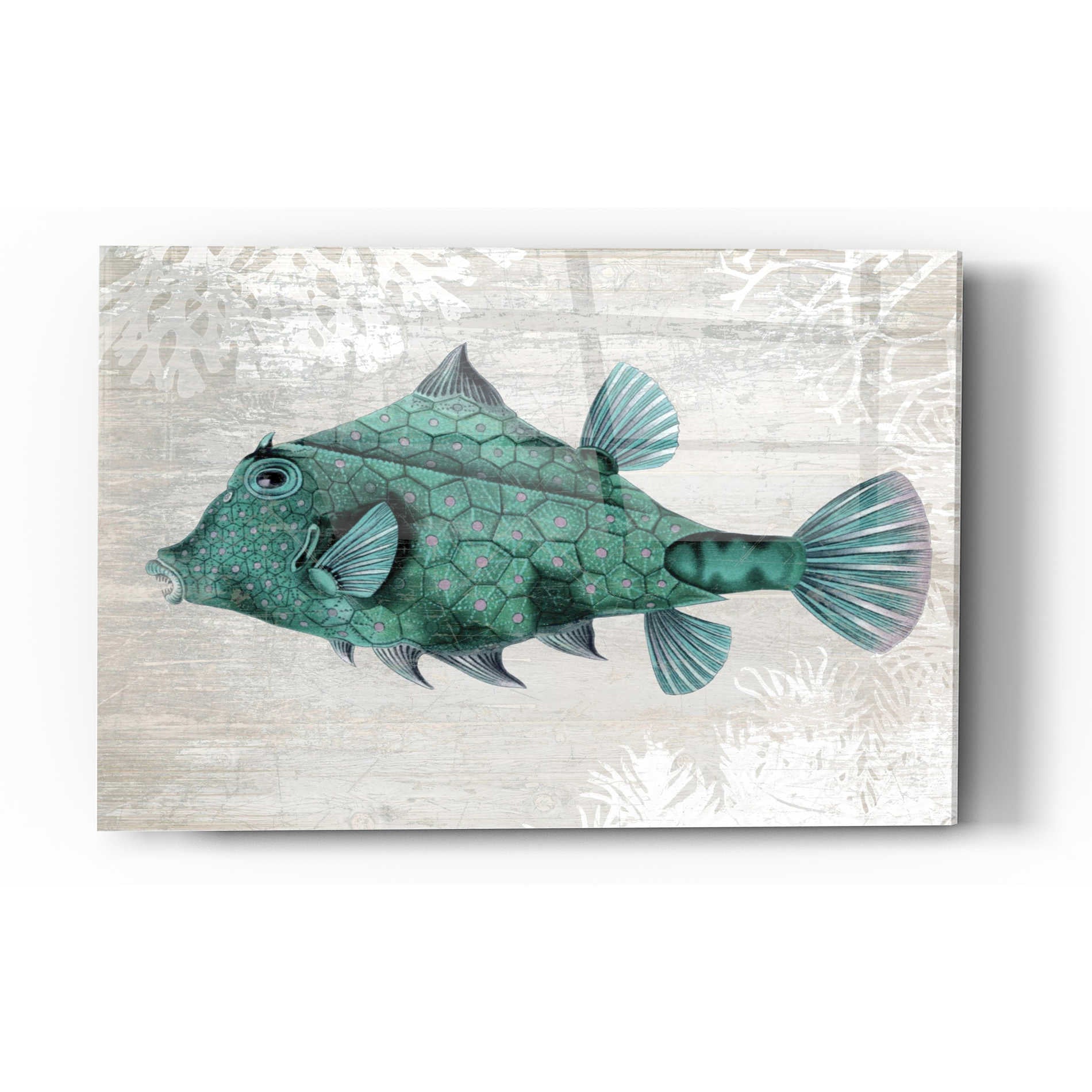 Epic Art 'Turquoise Turret Fish' by Fab Funky Acrylic Glass Wall Art,16x24