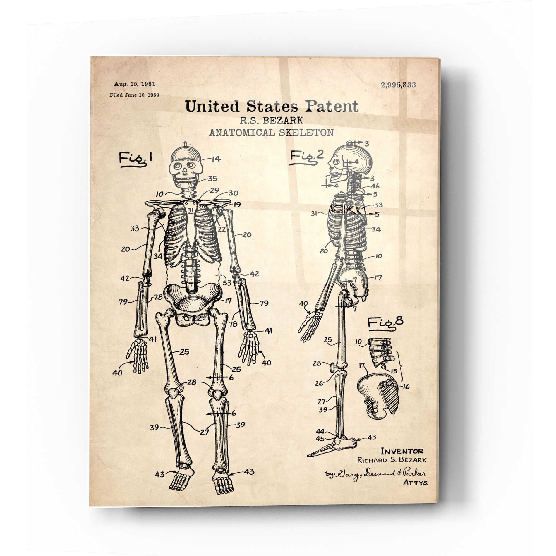 Epic Art 'Anatomical Skeleton Blueprint Patent Parchment' Acrylic Glass Wall Art,16x24