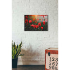 Epic Art "Wood Series: Field of Poppies" Acrylic Glass Wall Art,16x24