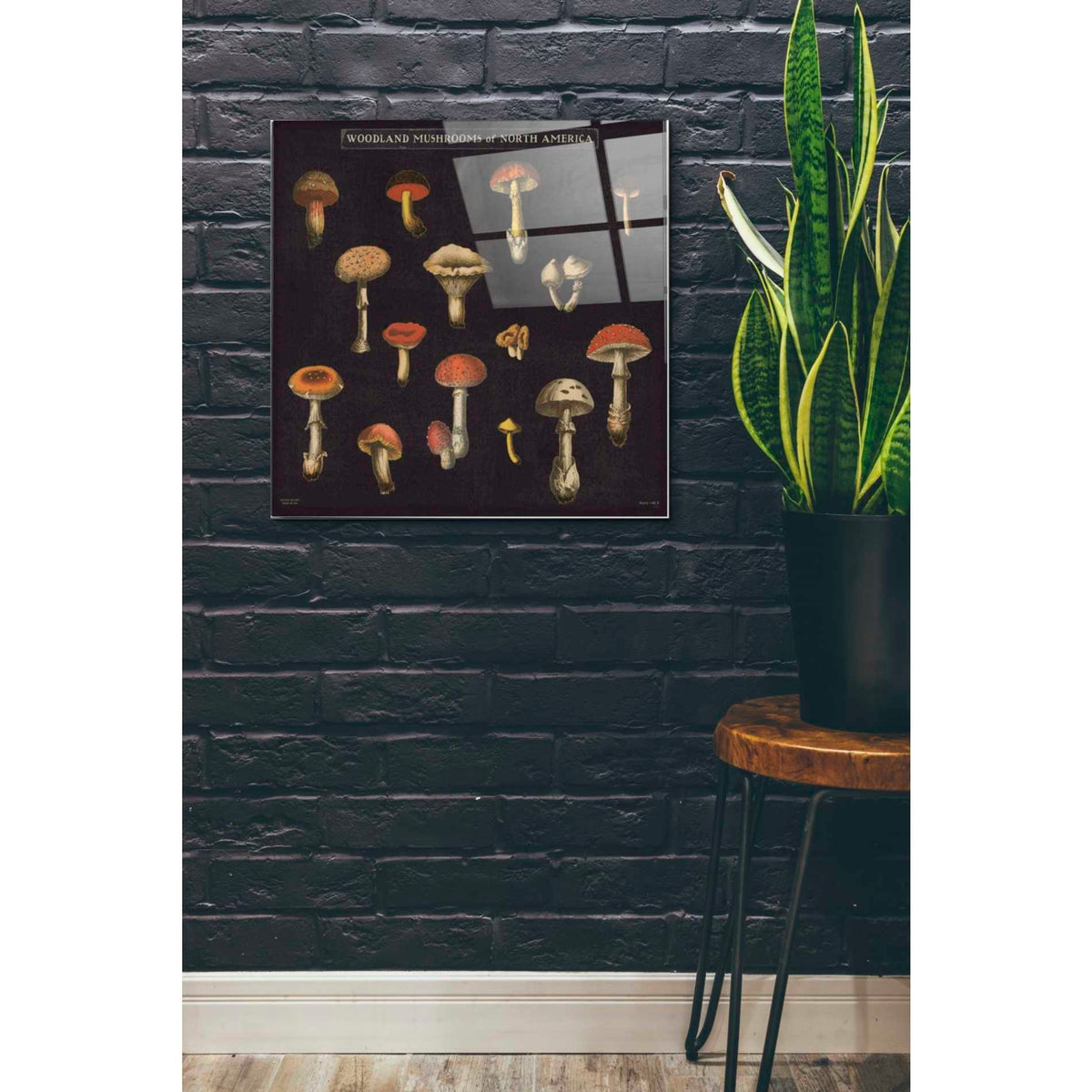 Epic Art 'Mushroom Chart I' by Wild Apple Portfolio, Acrylic Glass Wall Art,24x24