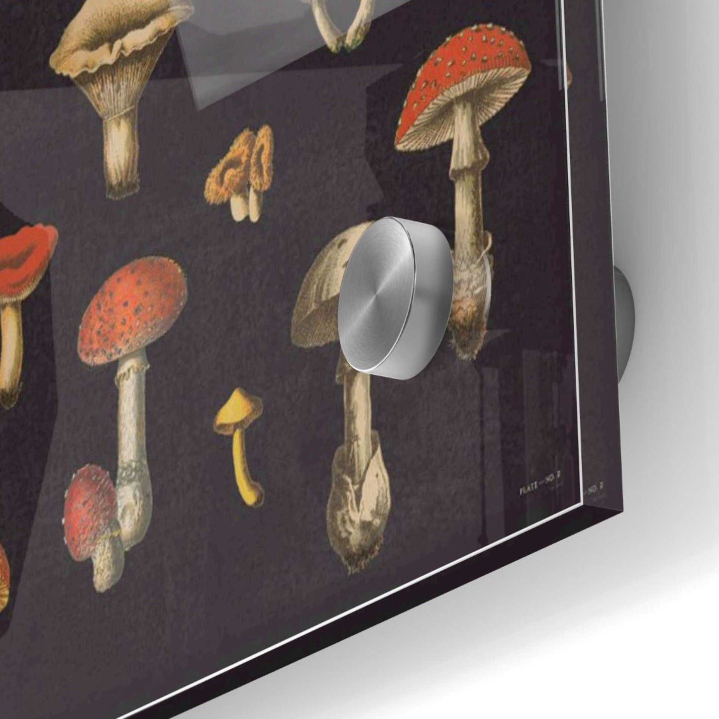 Epic Art 'Mushroom Chart I' by Wild Apple Portfolio, Acrylic Glass Wall Art,24x24