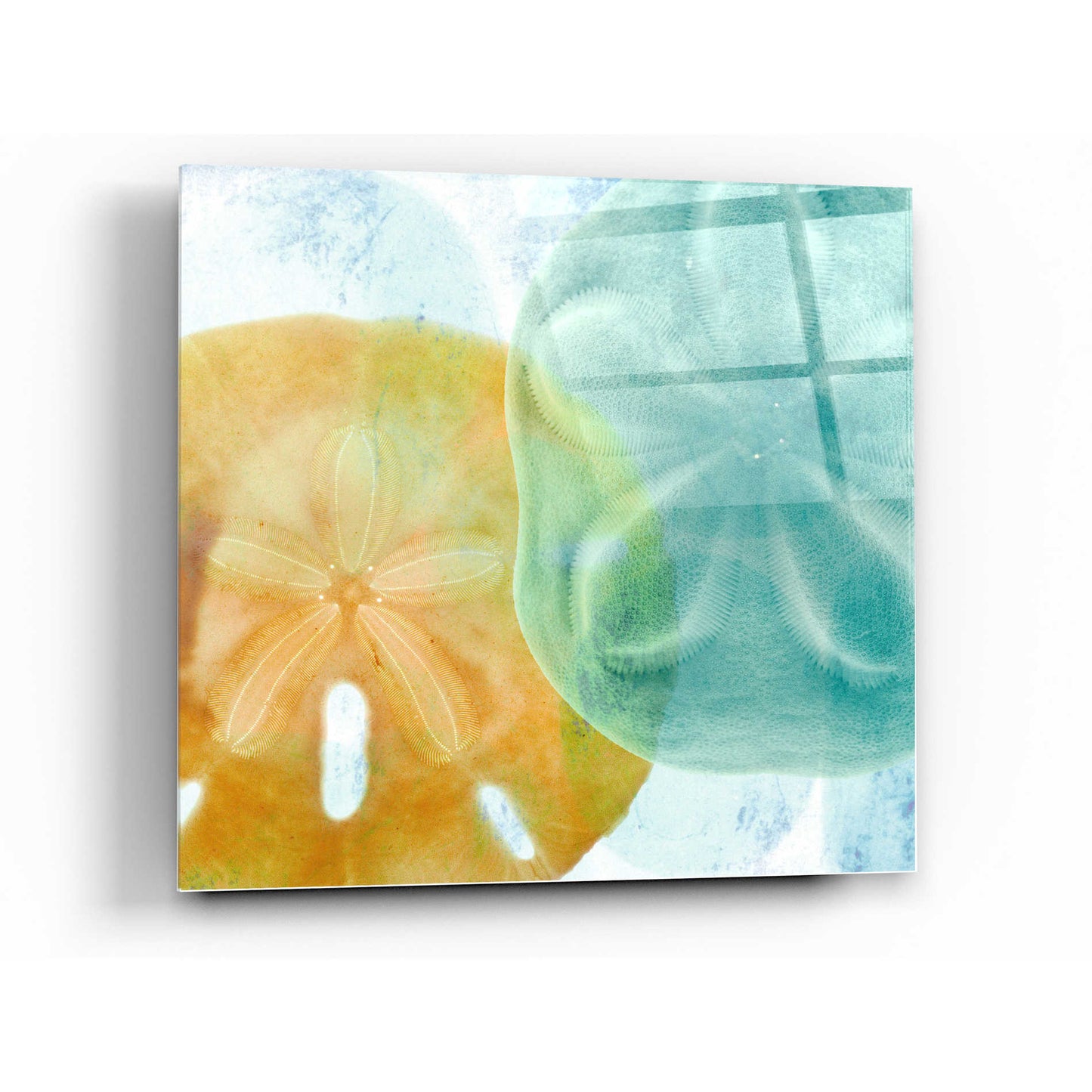 Epic Art 'Luminous Seashells' by Elena Ray Acrylic Glass Wall Art,24x24