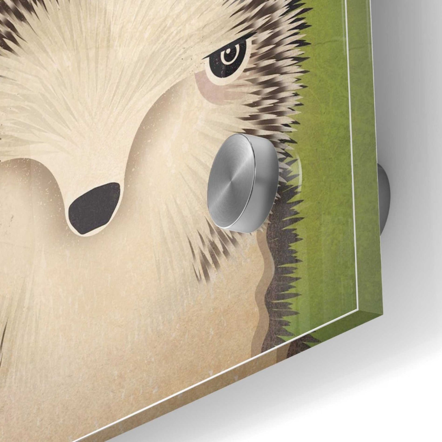 Epic Art 'Baby Hedgehog' by Ryan Fowler, Acrylic Glass Wall Art,24x24