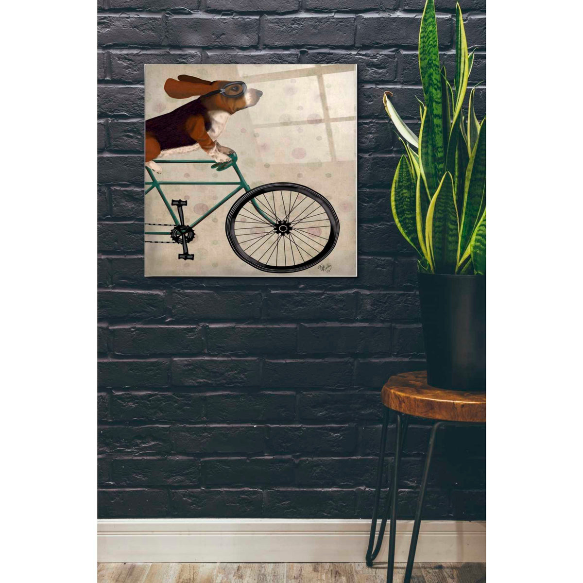 Epic Art 'Basset Hound on Bicycle' by Fab Funky Acrylic Glass Wall Art,24x24