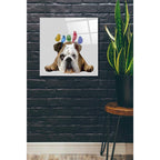 Epic Art 'English Bulldog and Birds' by Fab Funky Acrylic Glass Wall Art,24x24