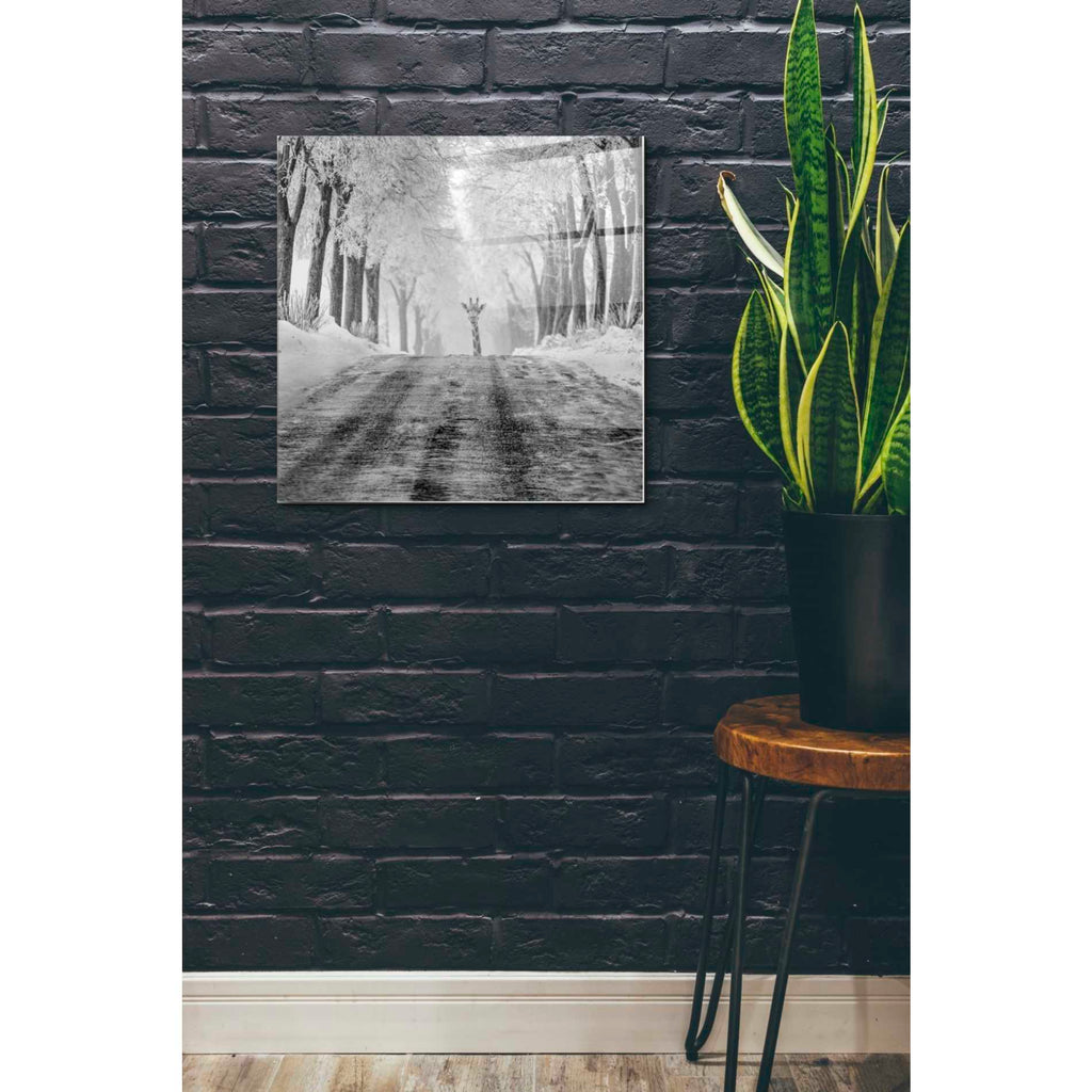 Epic Art 'Surprise' by Dariusz Klimczak, Acrylic Glass Wall Art,24x24
