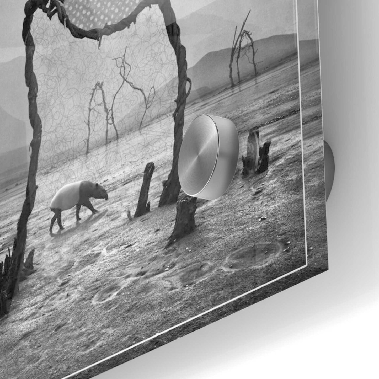 Epic Art 'Tapir' by Dariusz Klimczak, Acrylic Glass Wall Art,24x24