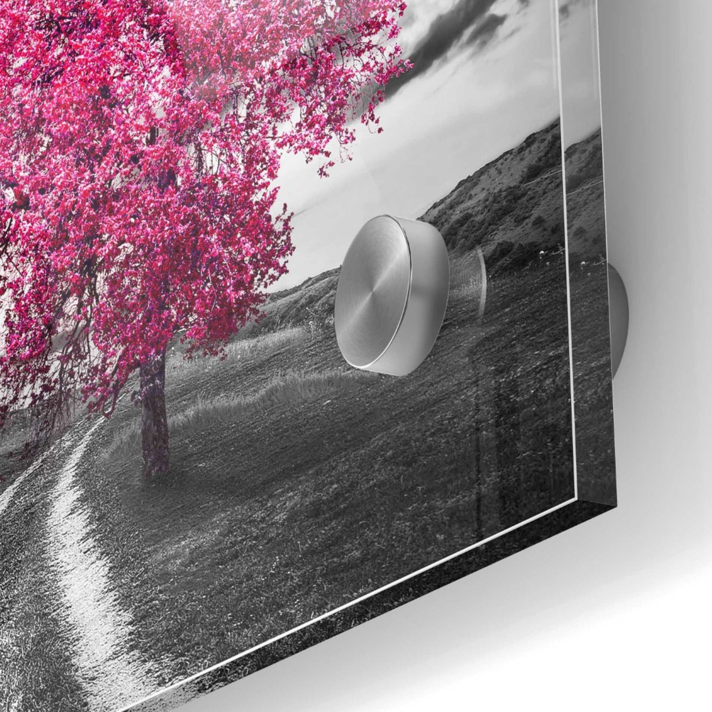 Epic Art 'Vibrant Tree Series: Magenta' Acrylic Glass Wall Art,24x24