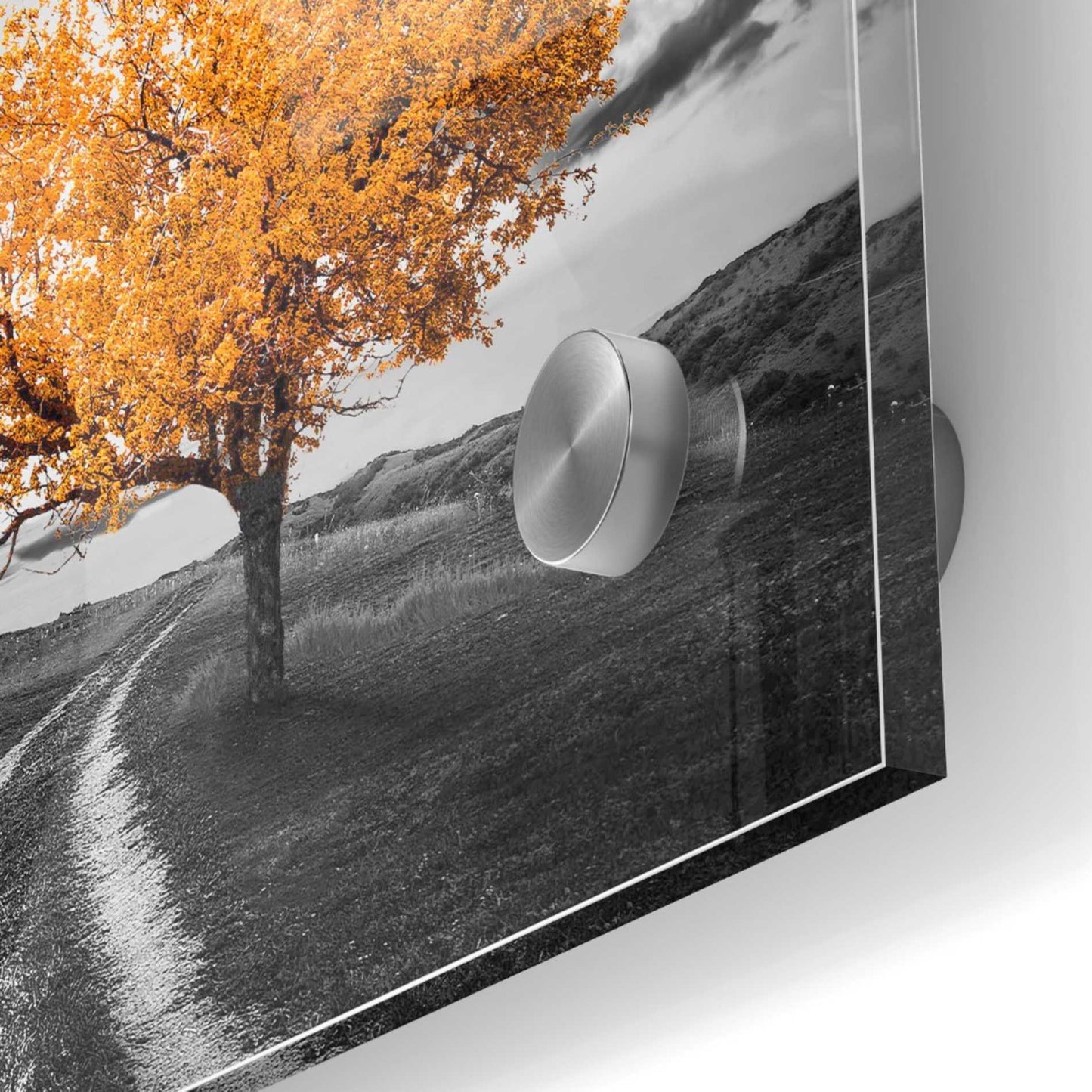 Epic Art 'Vibrant Tree Series: Autumn' Acrylic Glass Wall Art,24x24