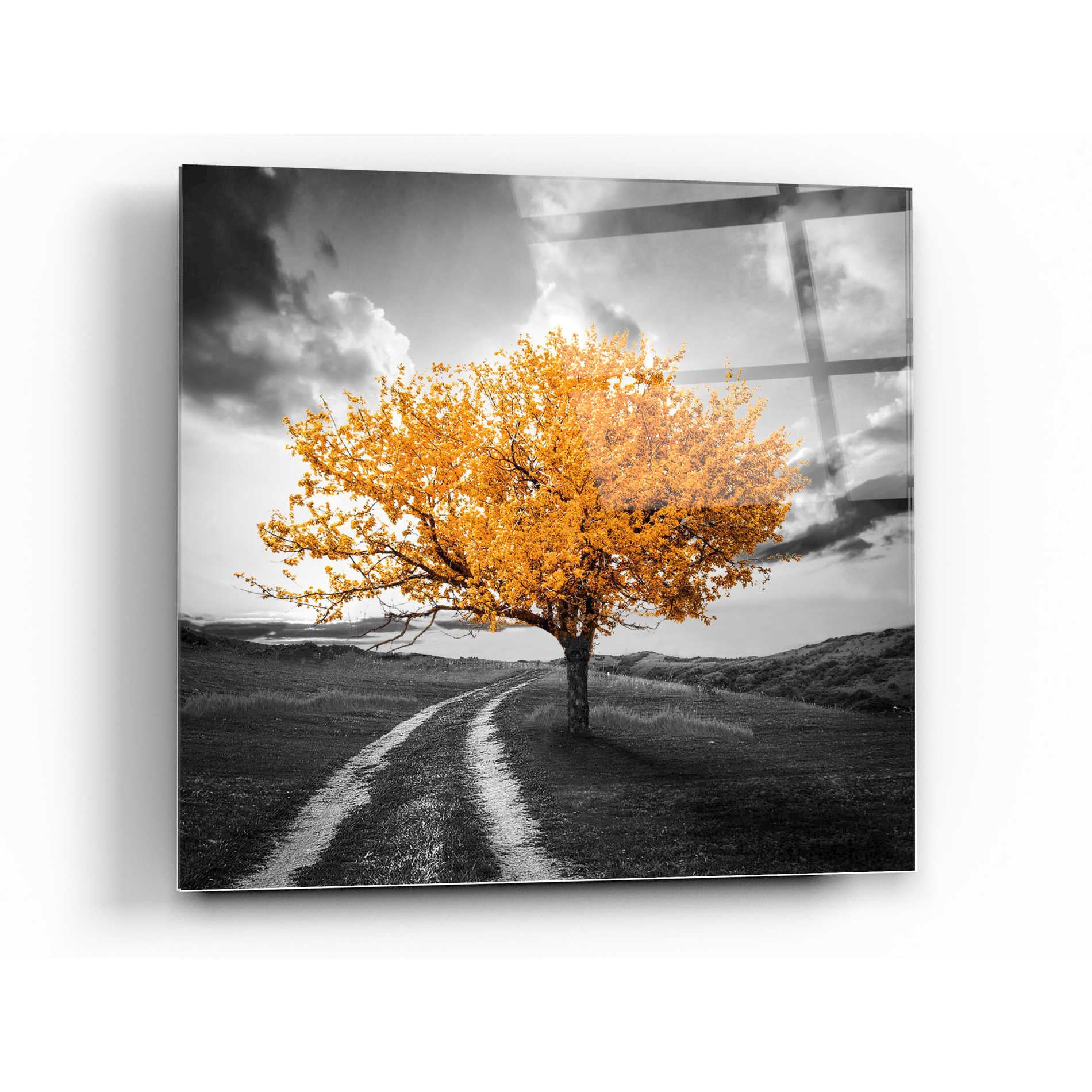 Epic Art 'Vibrant Tree Series: Autumn' Acrylic Glass Wall Art,24x24