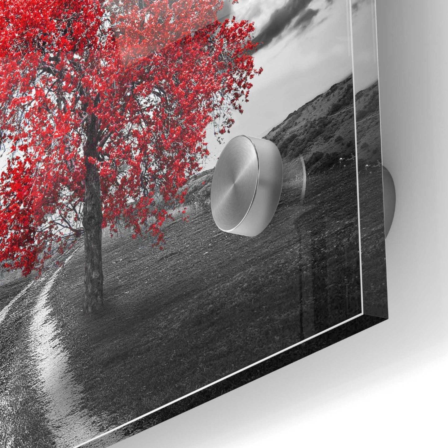 Epic Art 'Vibrant Tree Series: Ruby' Acrylic Glass Wall Art,24x24