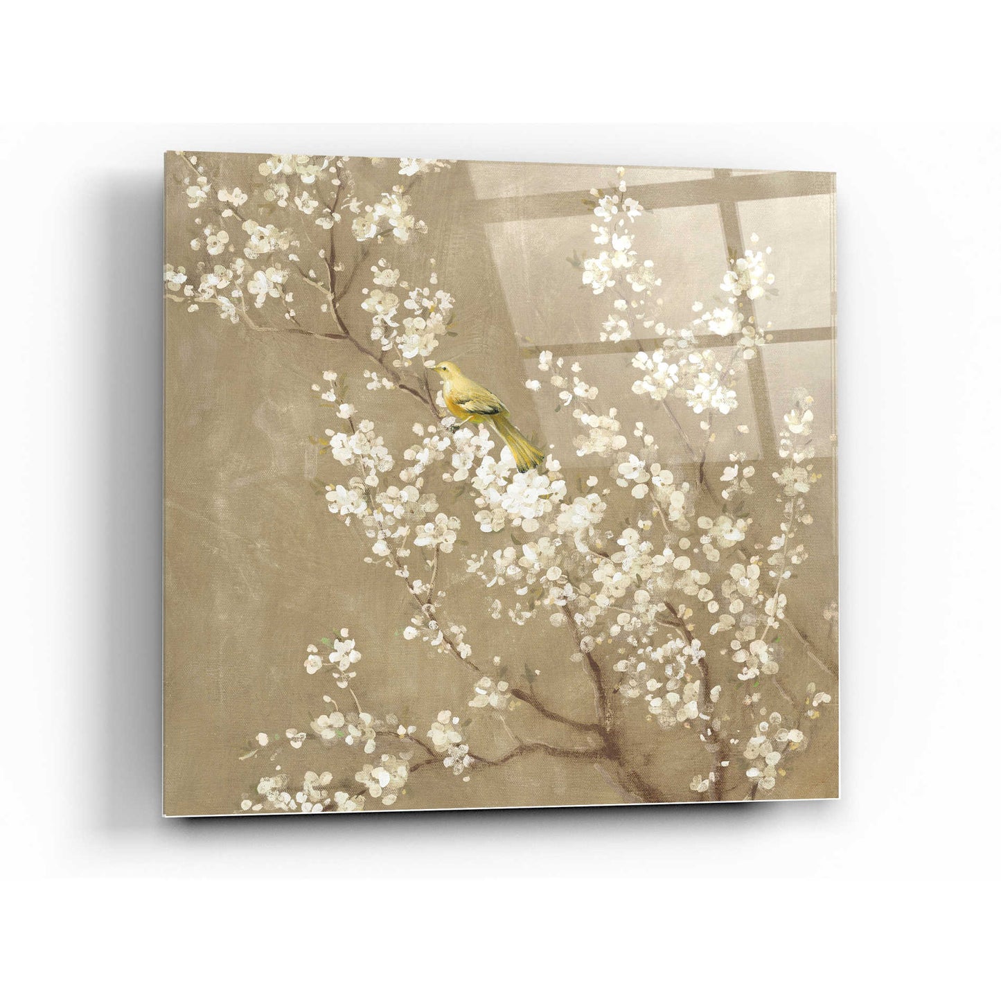Epic Art 'White Cherry Blossom II Neutral' by Danhui Nai, Acrylic Glass Wall Art,24x24