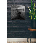 Epic Art 'Cactus' by Dariusz Klimczak, Acrylic Glass Wall Art,24x24