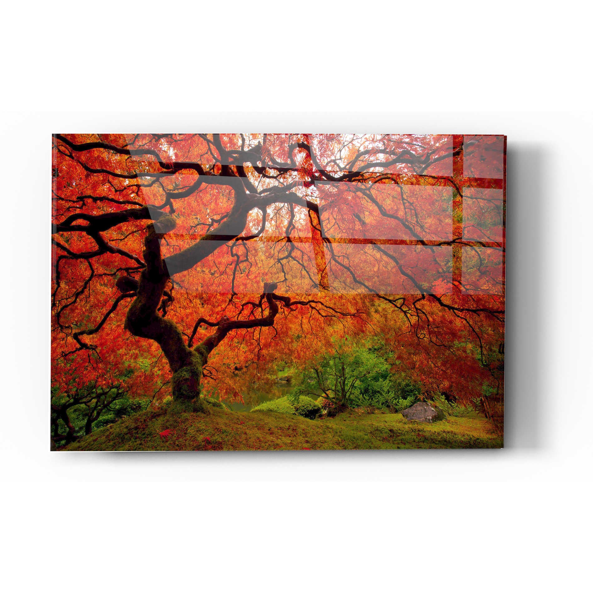 Epic Art "Tree Fire" by Darren White, Acrylic Glass Wall Art,24x36