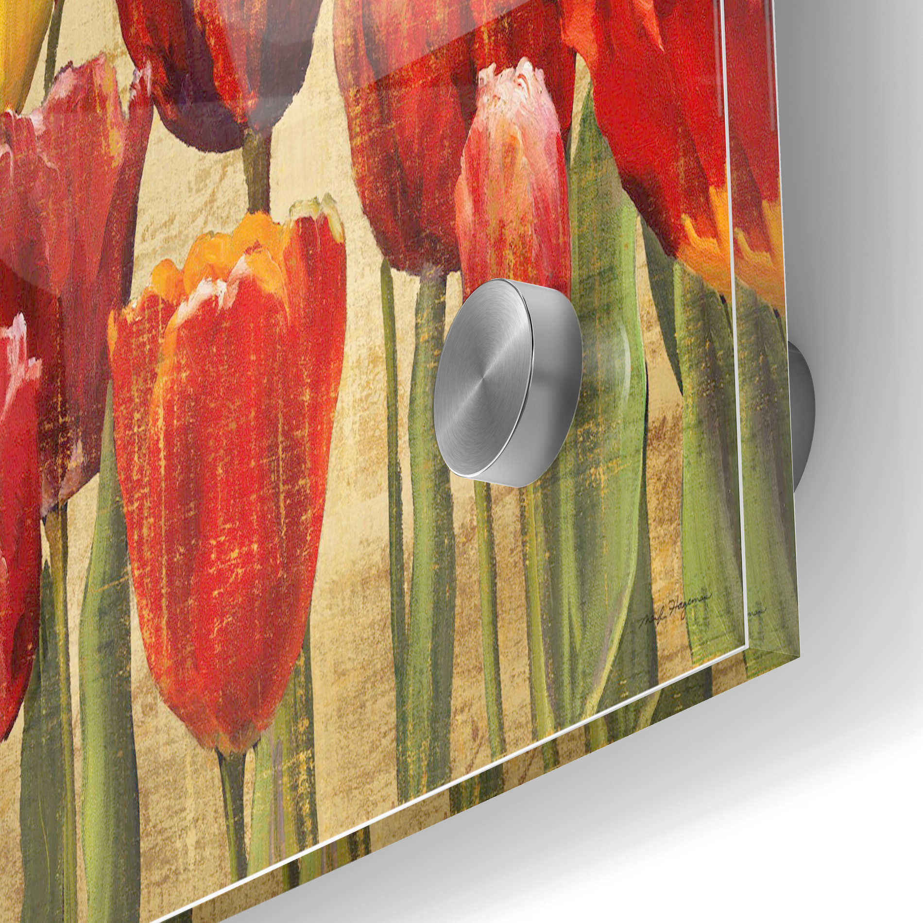 Epic Art 'Tulip Fantasy on Cream' by Marilyn Hageman, Acrylic Glass Wall Art,24x36