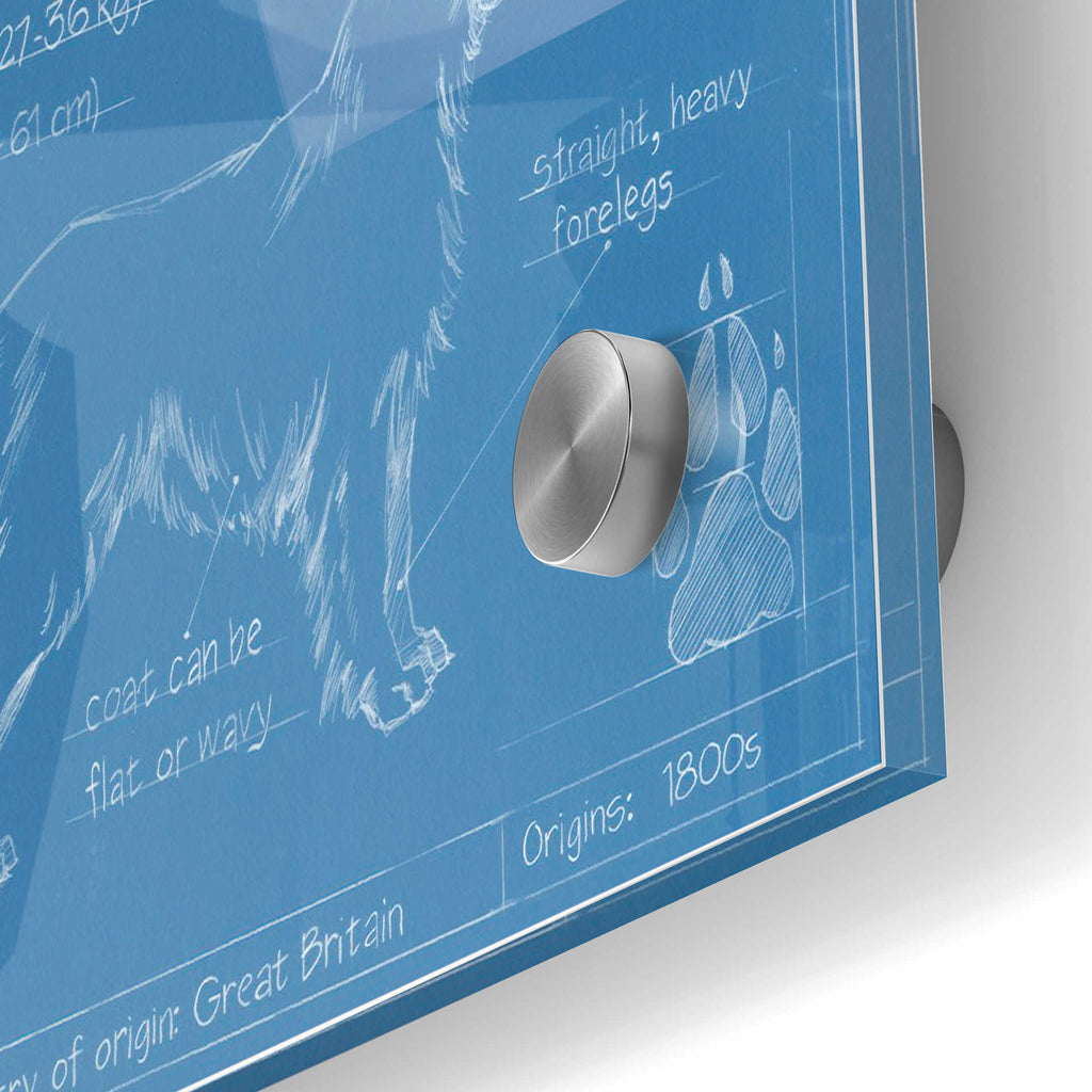 Epic Art 'Blueprint Golden Retriever' by Ethan Harper Acrylic Glass Wall Art,24x36