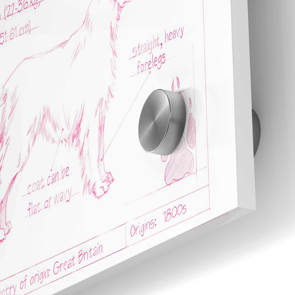 Epic Art 'Blueprint Golden Retriever in Pink' by Ethan Harper Acrylic Glass Wall Art,24x36