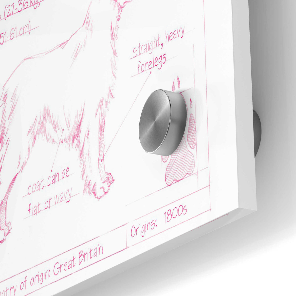 Epic Art 'Blueprint Golden Retriever in Pink' by Ethan Harper Acrylic Glass Wall Art,24x36