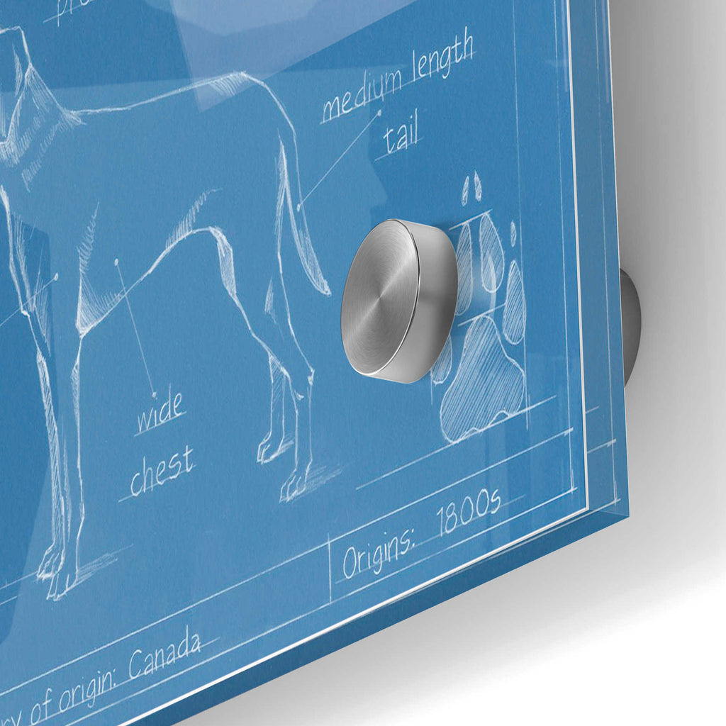 Epic Art 'Blueprint Labrador Retriever' by Ethan Harper Acrylic Glass Wall Art,24x36
