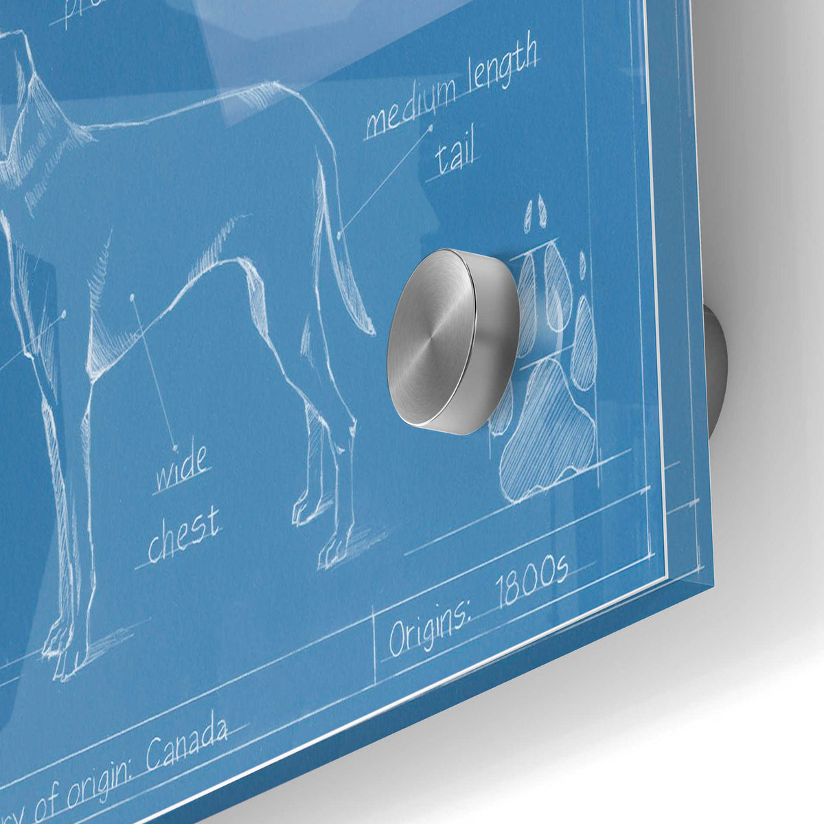 Epic Art 'Blueprint Labrador Retriever' by Ethan Harper Acrylic Glass Wall Art,24x36