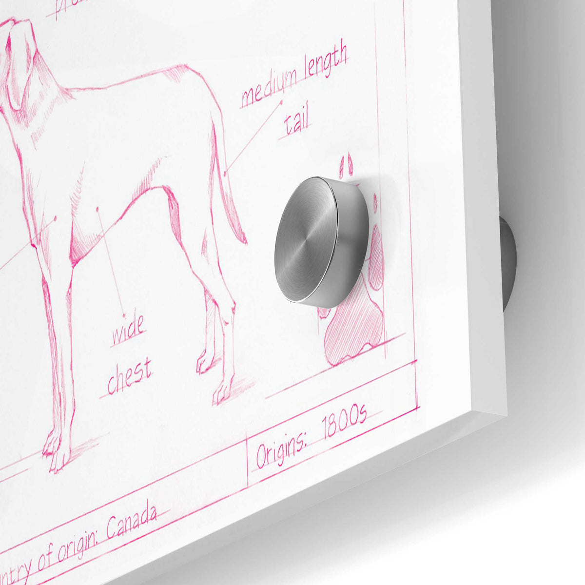 Epic Art 'Blueprint Labrador Retriever in Pink' by Ethan Harper Acrylic Glass Wall Art,24x36