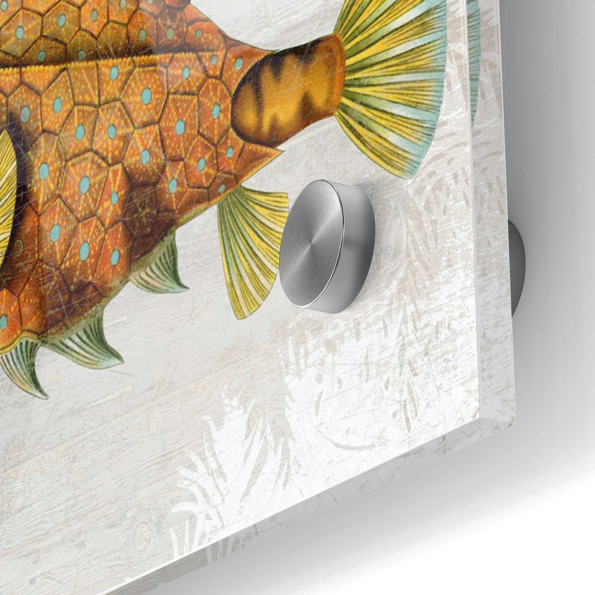 Epic Art 'Gold Turret Fish' by Fab Funky Acrylic Glass Wall Art,24x36
