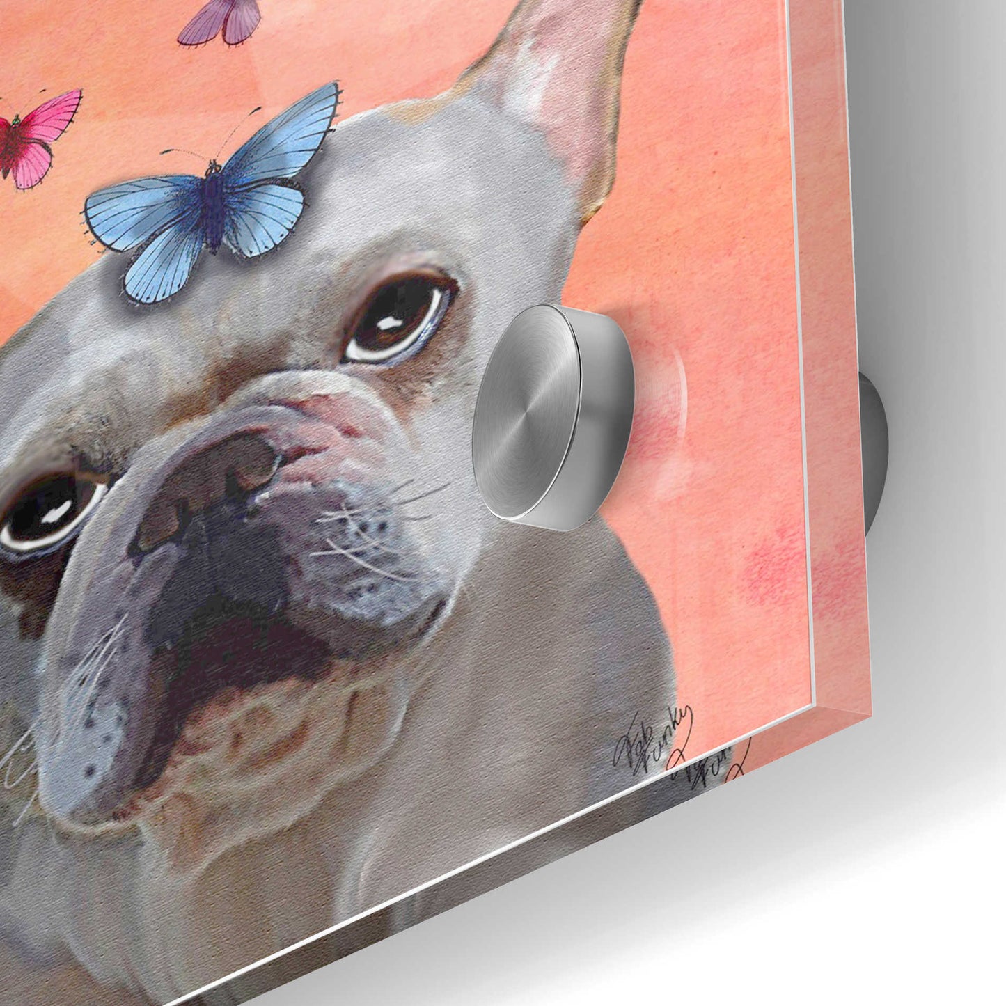 Epic Art 'White French Bulldog and Butterflies' by Fab Funky Acrylic Glass Wall Art,24x36
