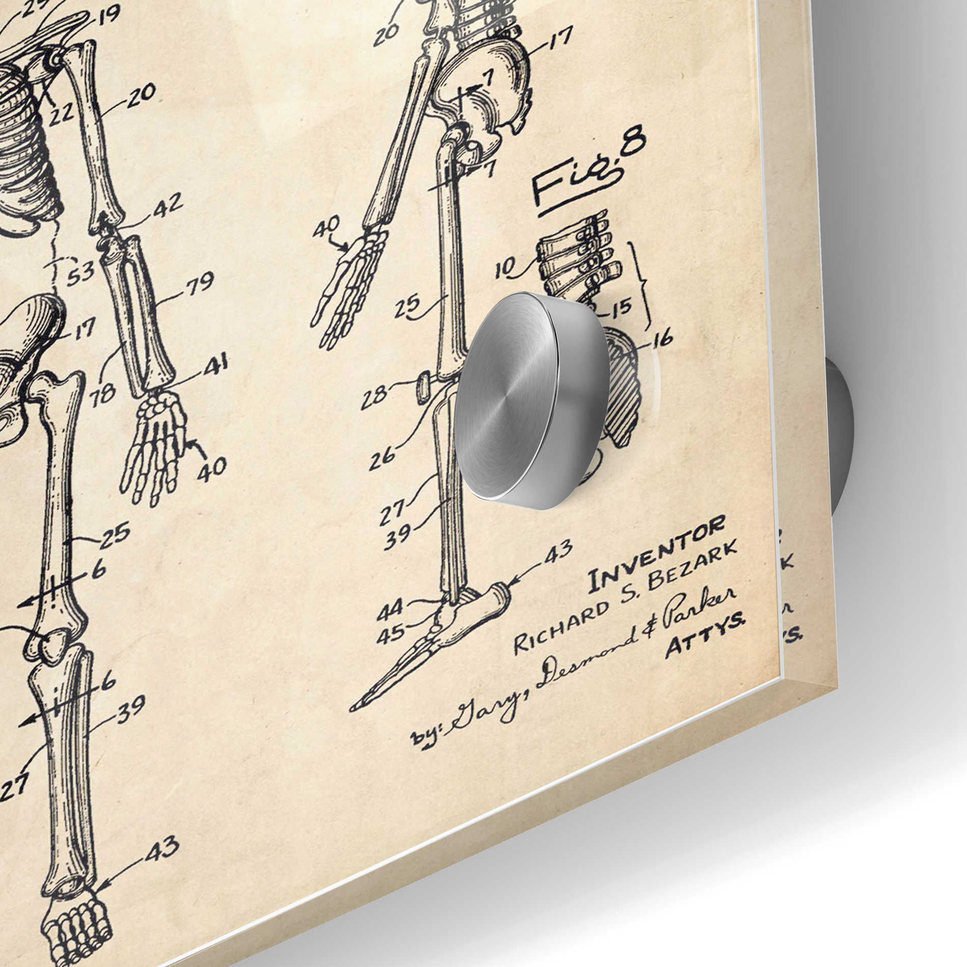 Epic Art 'Anatomical Skeleton Blueprint Patent Parchment' Acrylic Glass Wall Art,24x36