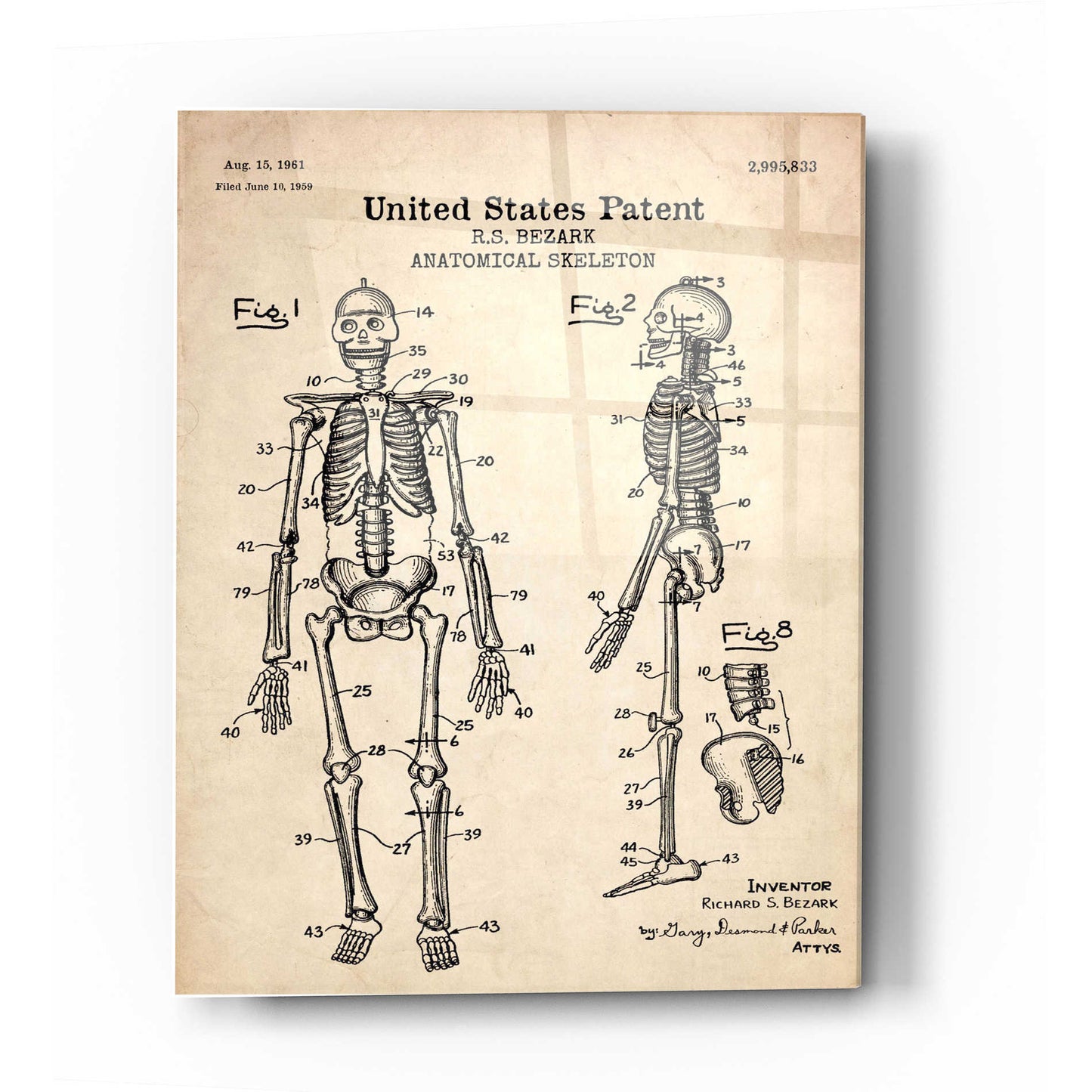 Epic Art 'Anatomical Skeleton Blueprint Patent Parchment' Acrylic Glass Wall Art,24x36