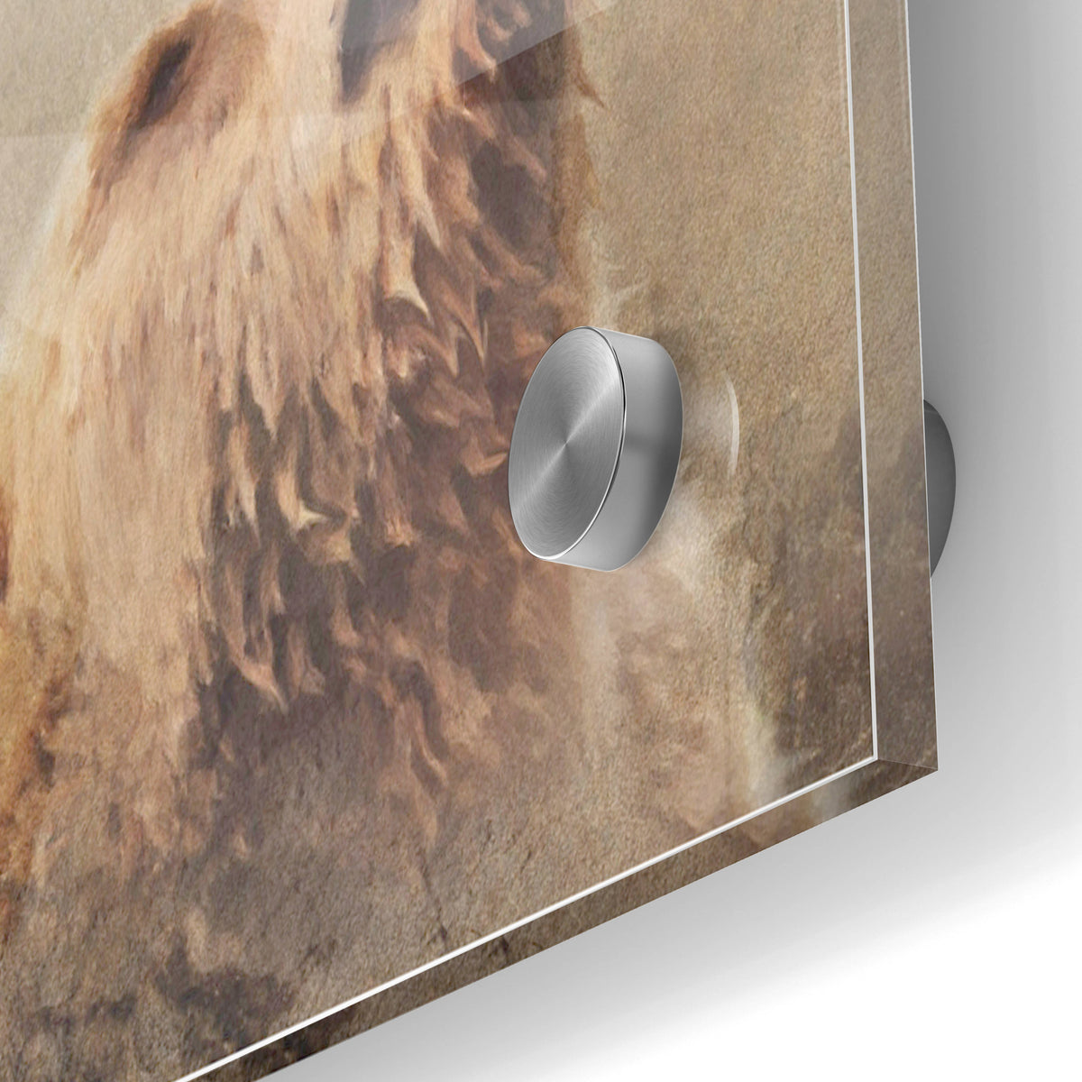 Epic Art 'Big Bear 1' by Karen Smith, Acrylic Glass Wall Art,24x36