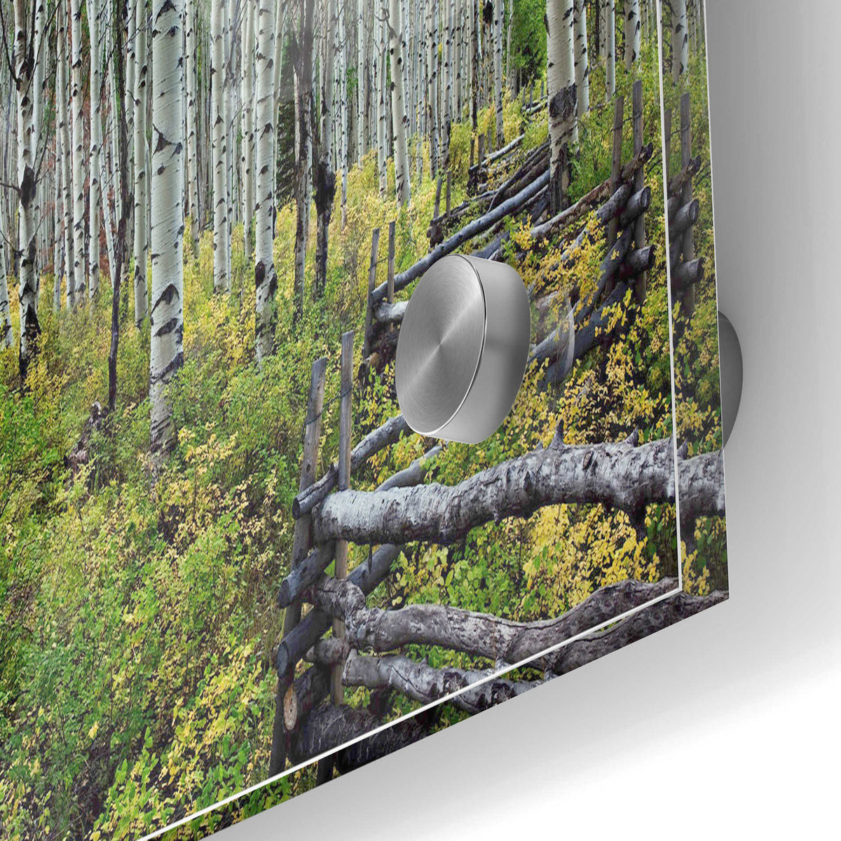 Epic Art 'Aspen Grove Rail Fence,' Acrylic Glass Wall Art,24x36
