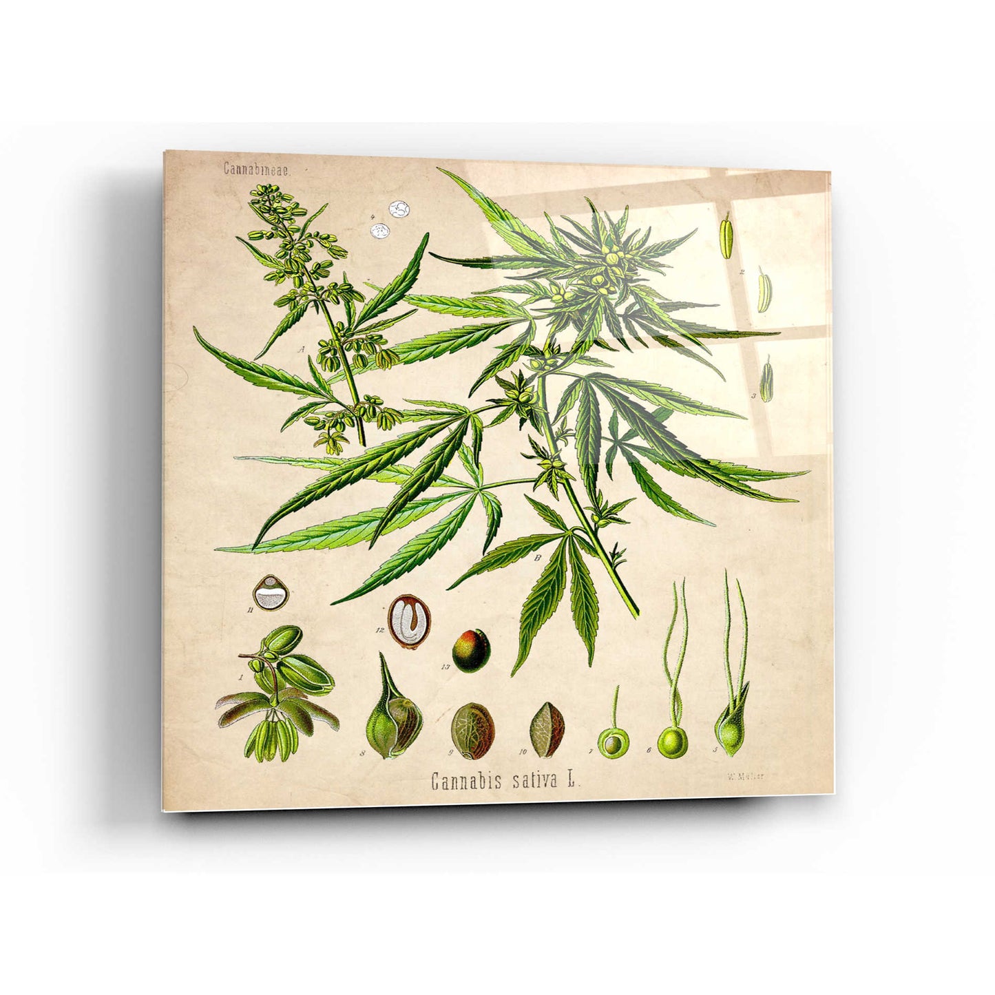 Epic Art 'Cannabis Sativa' by Walther Otto Muller, Acrylic Glass Wall Art,36x36